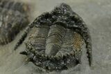 Top Quality Lichid Trilobite (Akantharges) - Tinejdad, Morocco #350478-5